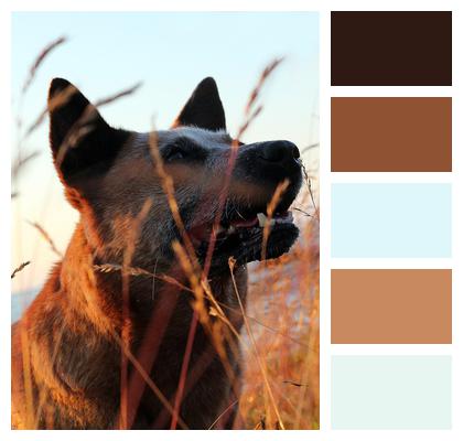 Dog Canis Lupus Pet Image